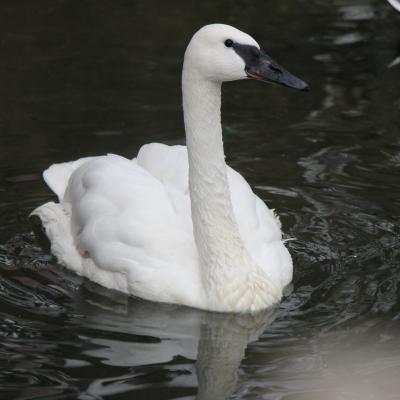 Trumpeter swan