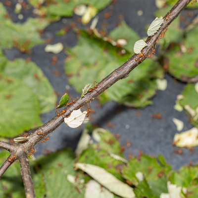 Leaf cutter ants