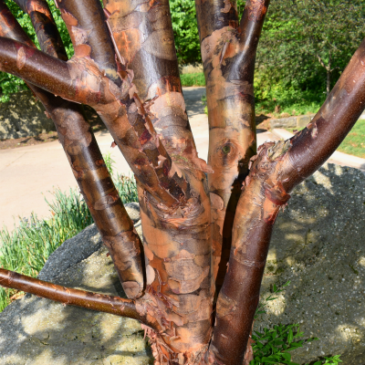 Paperbark Maple Tree Trunk
