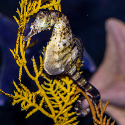 Potbellied seahorse