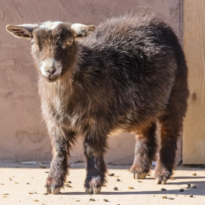 African pygmy goat