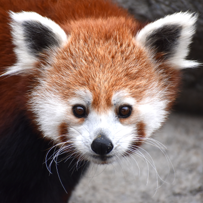 Red panda