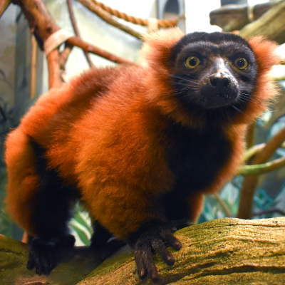 Red ruffed lemur