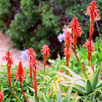 Red Hot Pokers