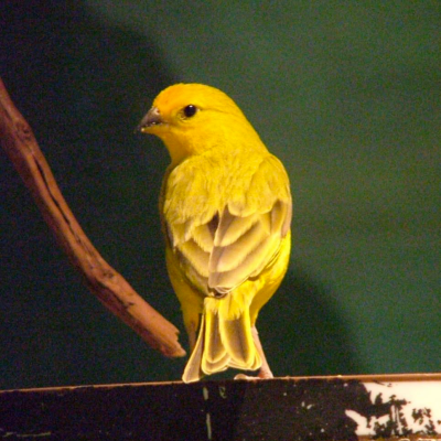 Saffron finch