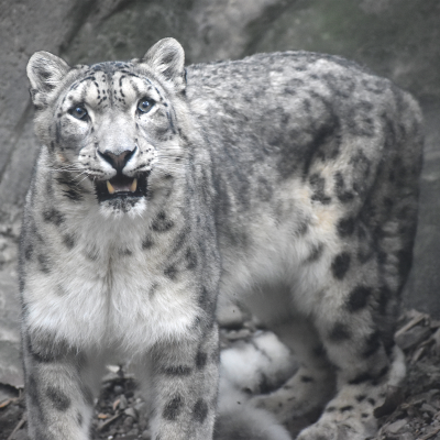 Snow leopard Tai Lung