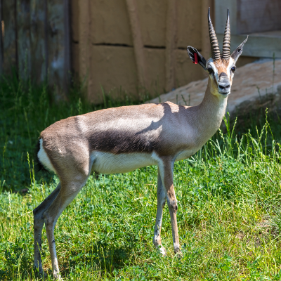 Speke's gazelle