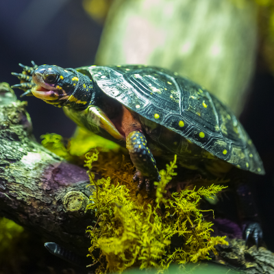 Spotted turtle