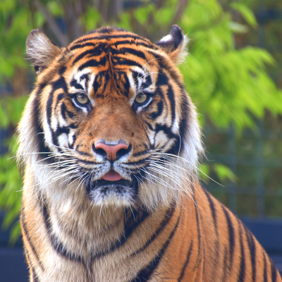 Sumatran tiger