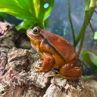 Tomato frog