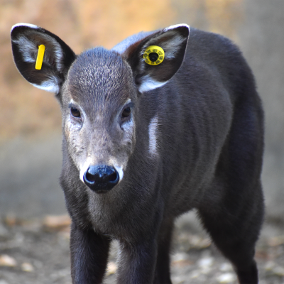 Tufted deer Ellie