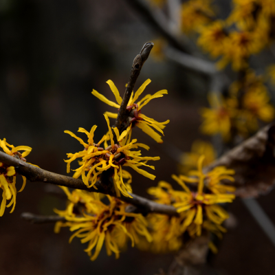 Witch-hazel Blooms