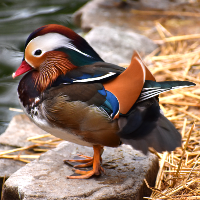 Mandarin duck