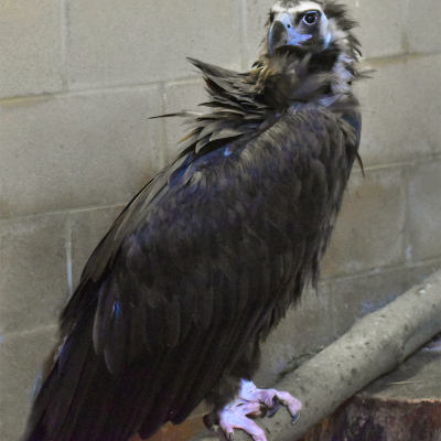 Female cinereous vulture
