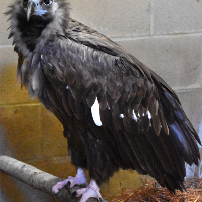 Male cinereous vulture