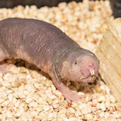 "Bald" naked mole rat