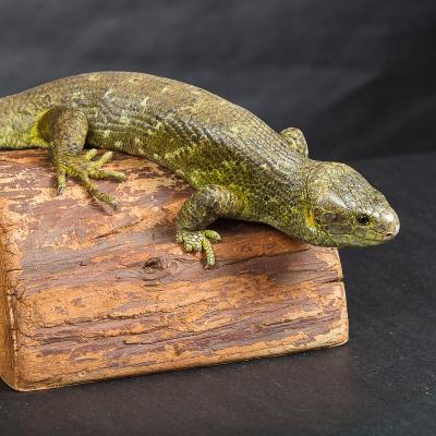 Louis the prehensile-tailed skink