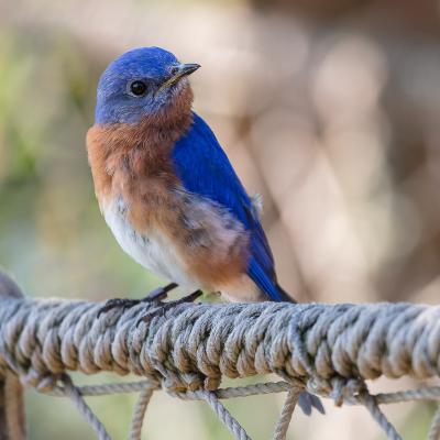 Eastern bluebird in the aviary