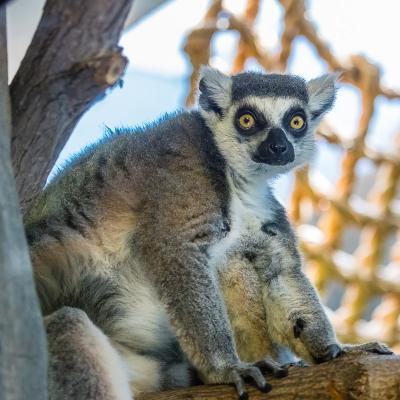 Ring-tailed lemur looking at camera