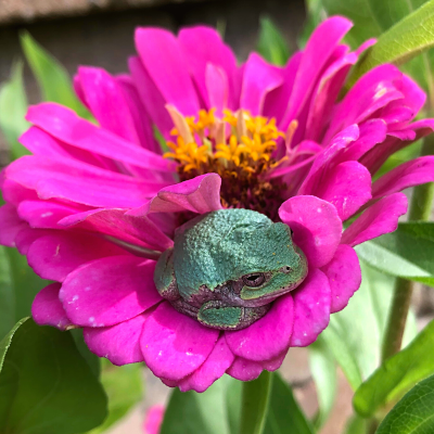 Frog sleeping in a flower