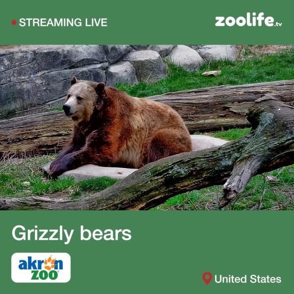  Grizzly Bear