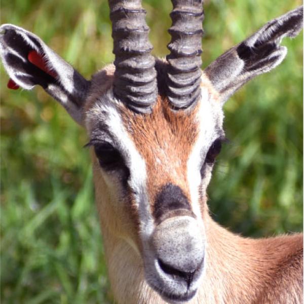 Eggstra Wild Egg Hunt Akron Zoo