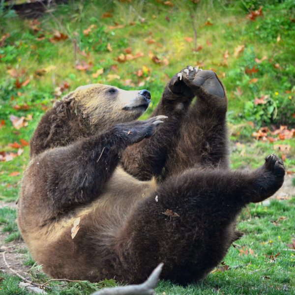 Grizzly bear doing "yoga"