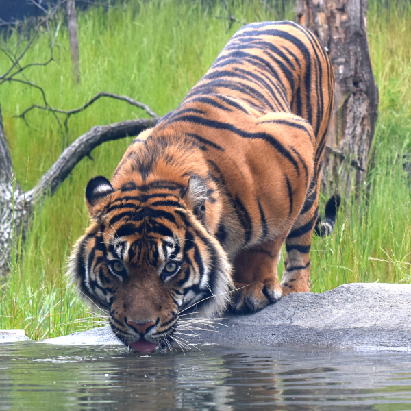 Tiger taking lapping water from pool