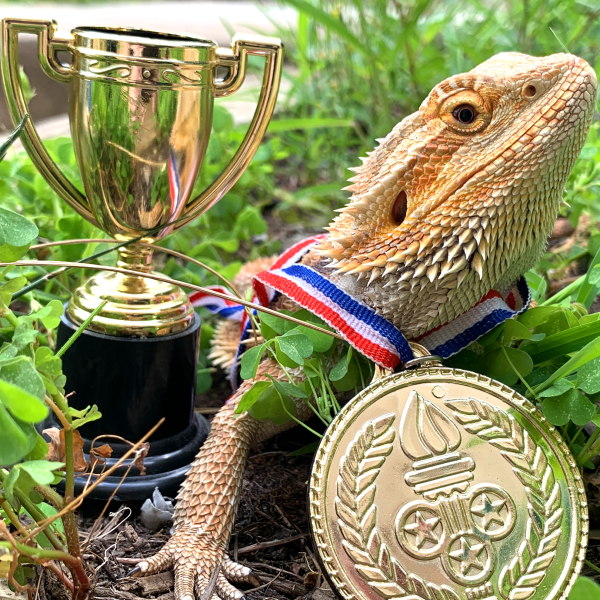 Bearded dragon with trophy and medal