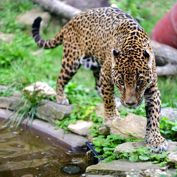 Jaguar  Akron Zoo