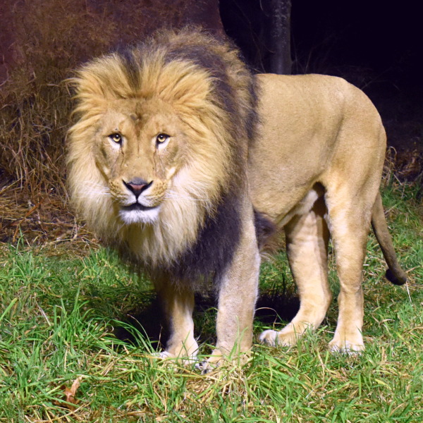 Tamarr the lion