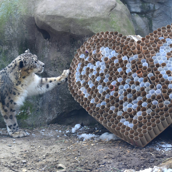 Snow leopard with enrichment