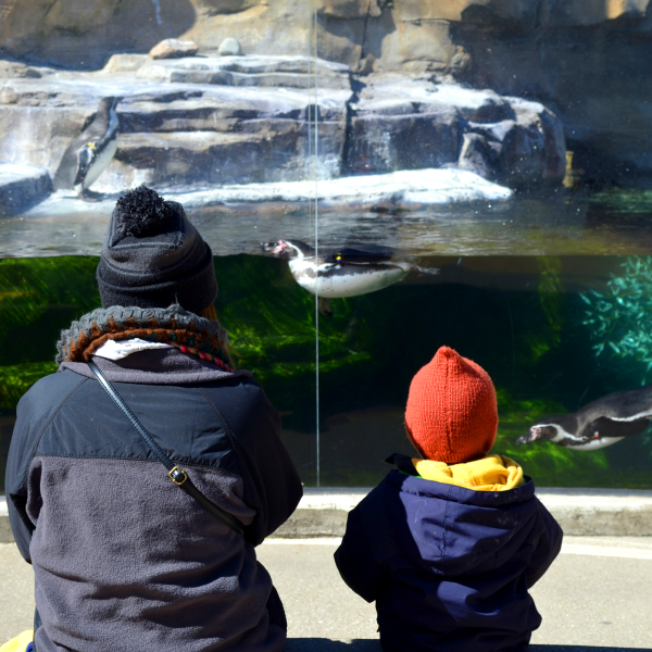 Adult and child watching penguins