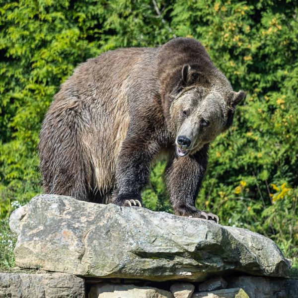 Bear on Rock