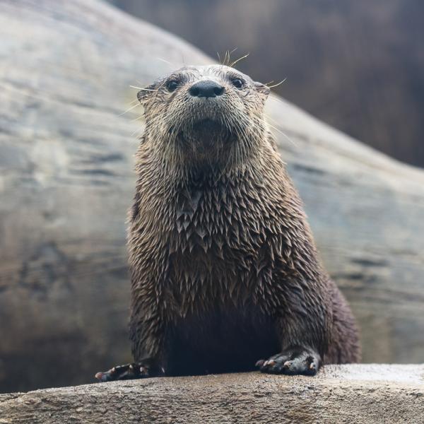 Otter