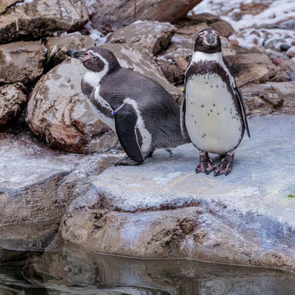 Two penguins standing on rocks