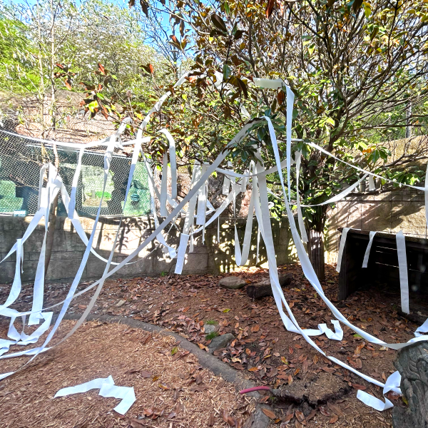 Toilet paper in mara habitat