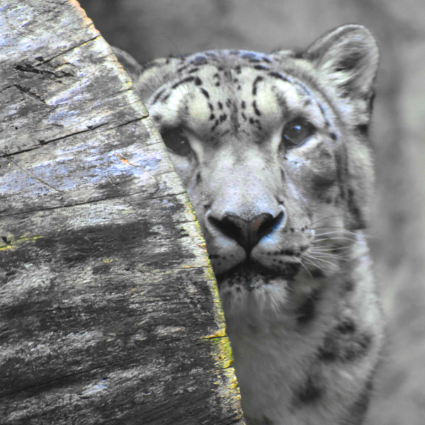 Tai the snow leopard