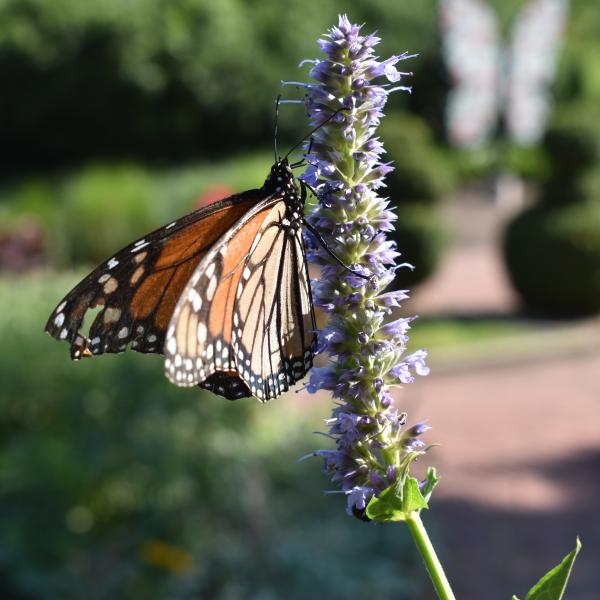 butterfly on a plant