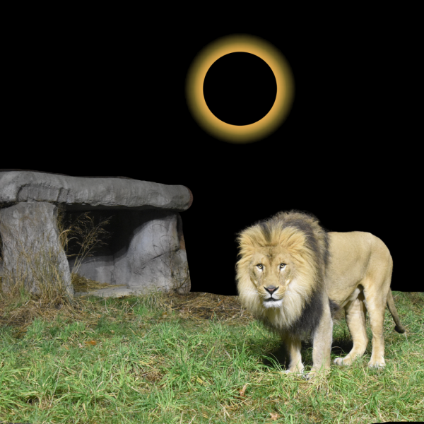lion eclipse