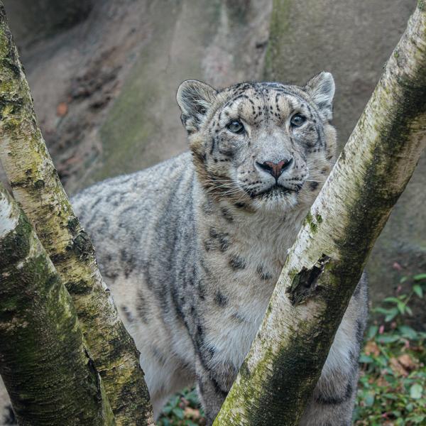 snow leopard