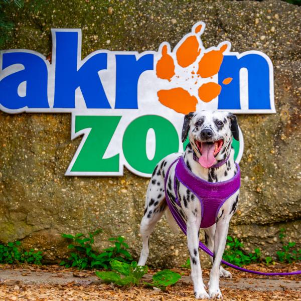 Bark After Dark | Akron Zoo