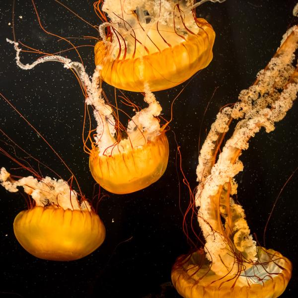 Pacific sea nettles