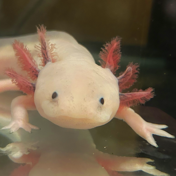 Xochi the axolotl