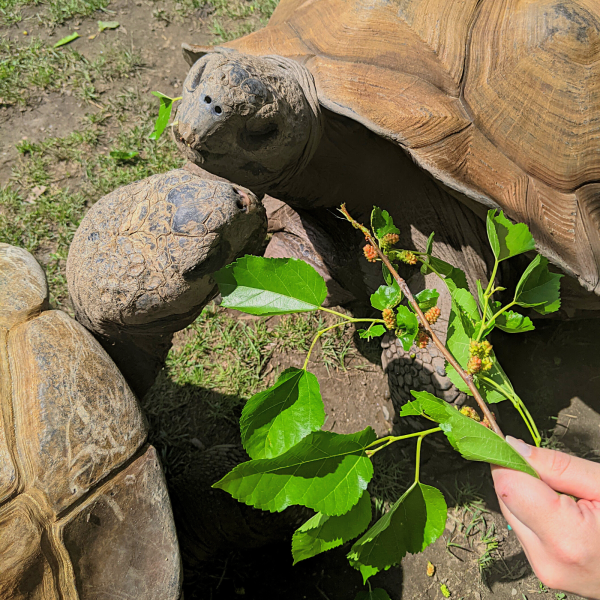 Hand feeding Galapagos tortoises