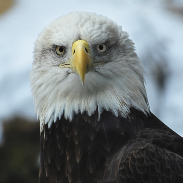 Bald eagle