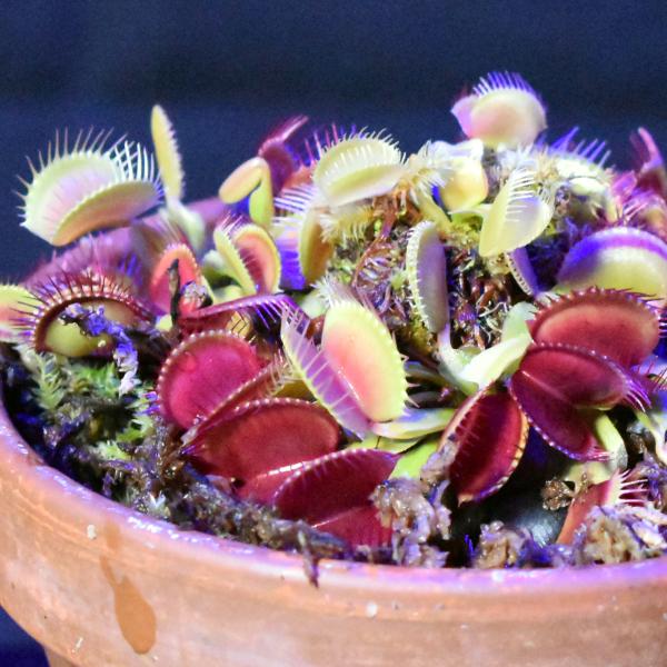 Venus Flytrap  Learn With the South Carolina Aquarium