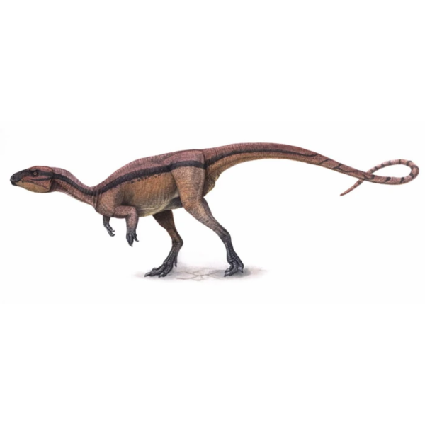Agilisaurus