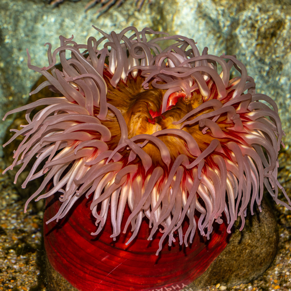 Rose anemone