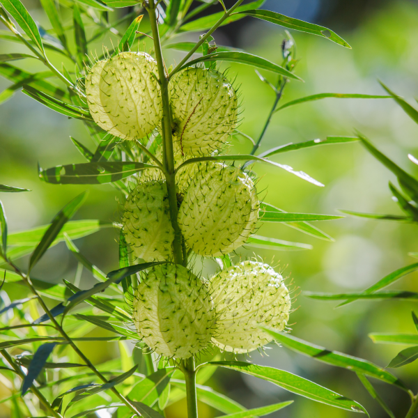 Balloon Milkweed Inflated Fruits